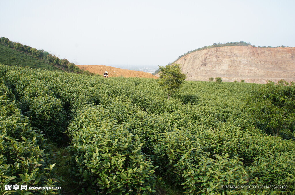 绿意盎然的山坡农田景观
