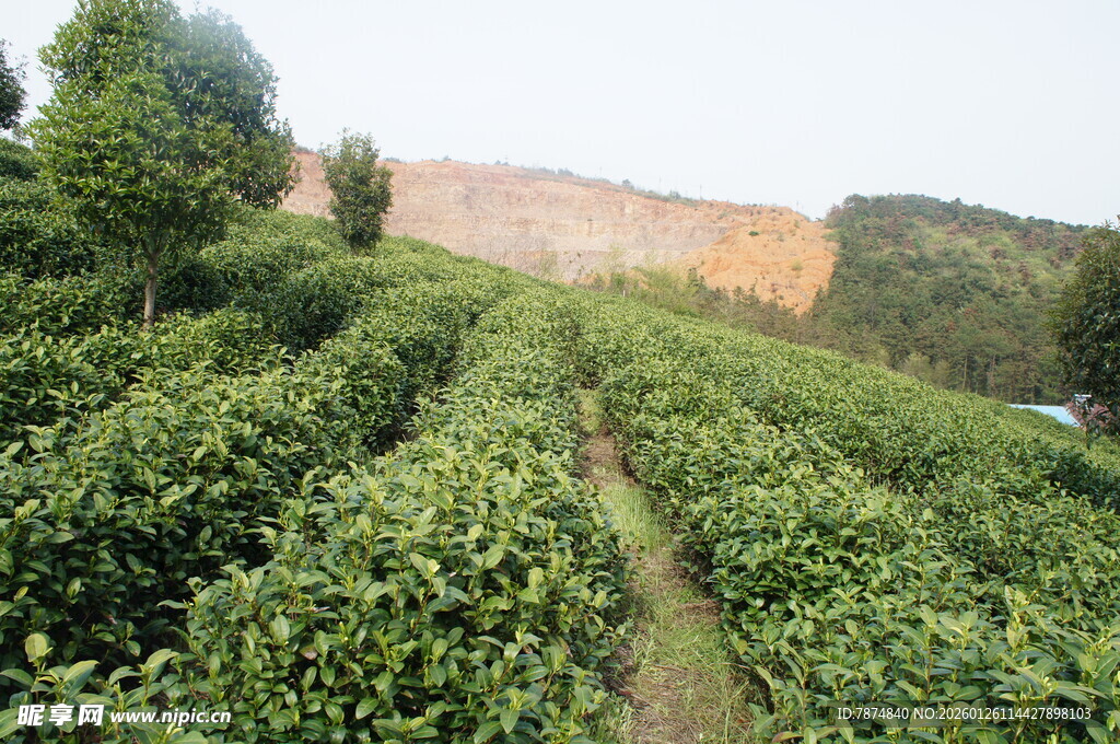 茶园风光 绿意盎然的茶田