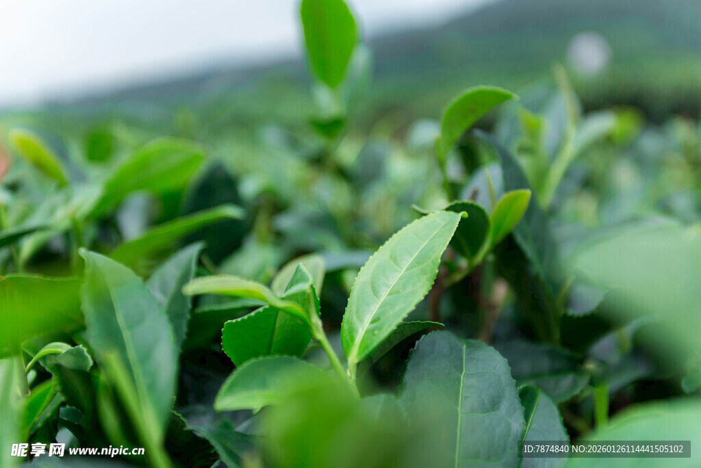 茶园嫩绿茶叶生机盎然