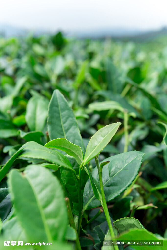 嫩绿茶叶生机勃勃的茶园