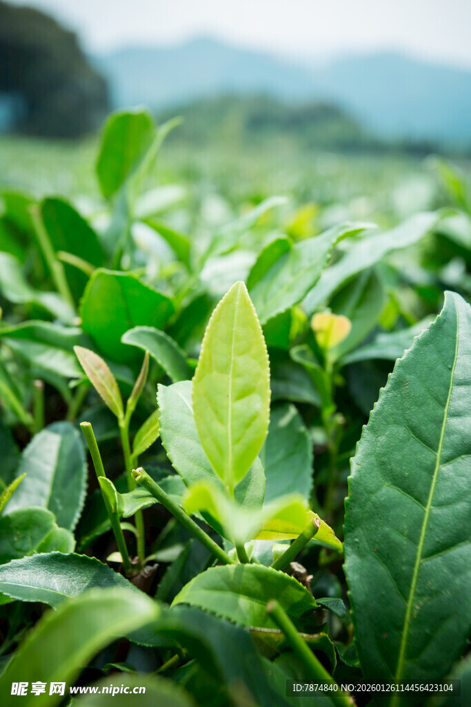 翠绿茶园中的鲜嫩茶叶