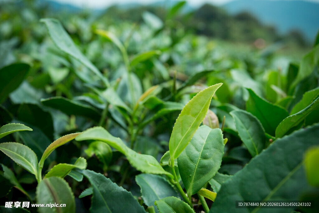 翠绿茶园 鲜嫩茶叶初绽