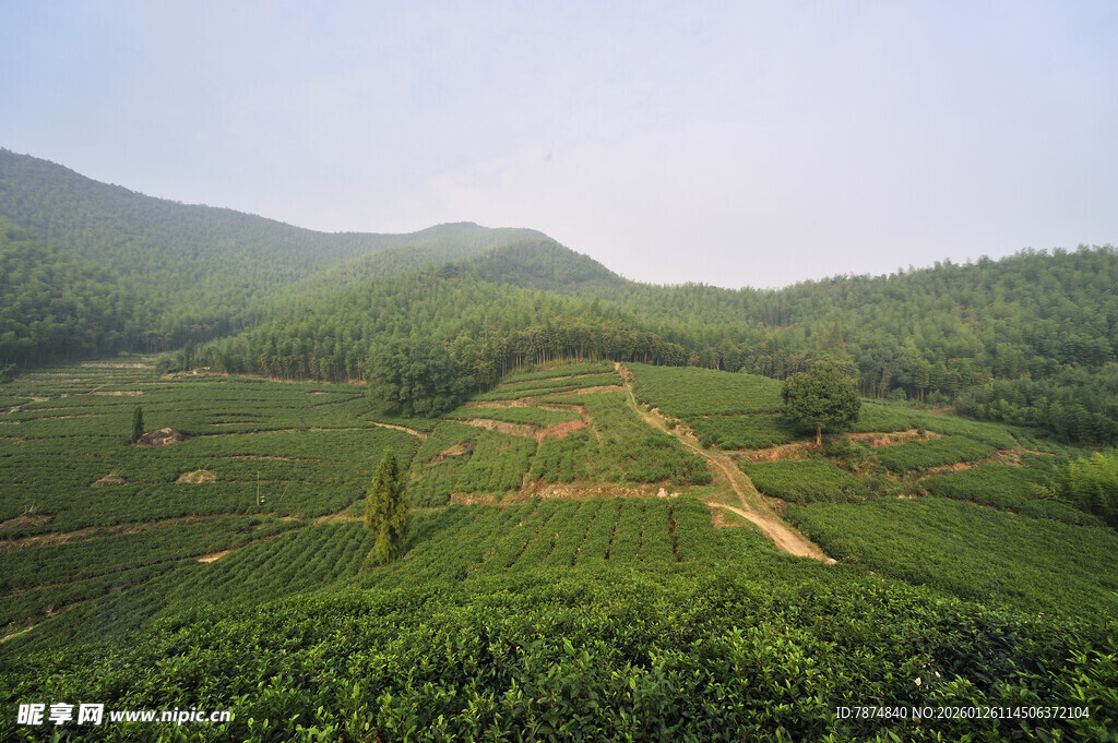 山间绿意盎然的茶园风光