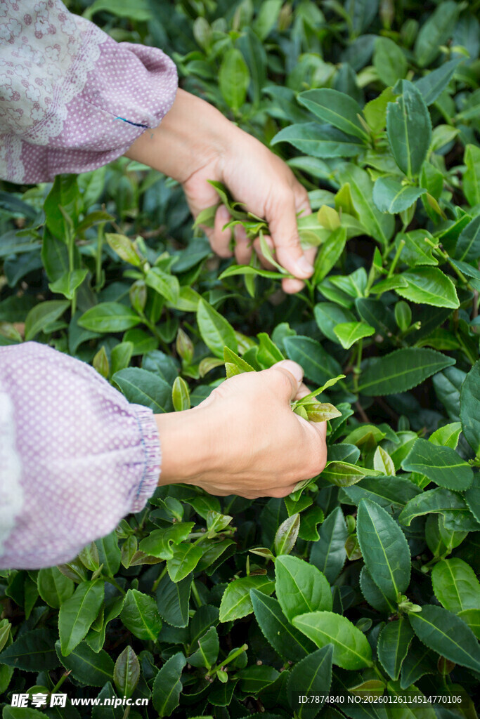 双手采摘嫩绿茶叶