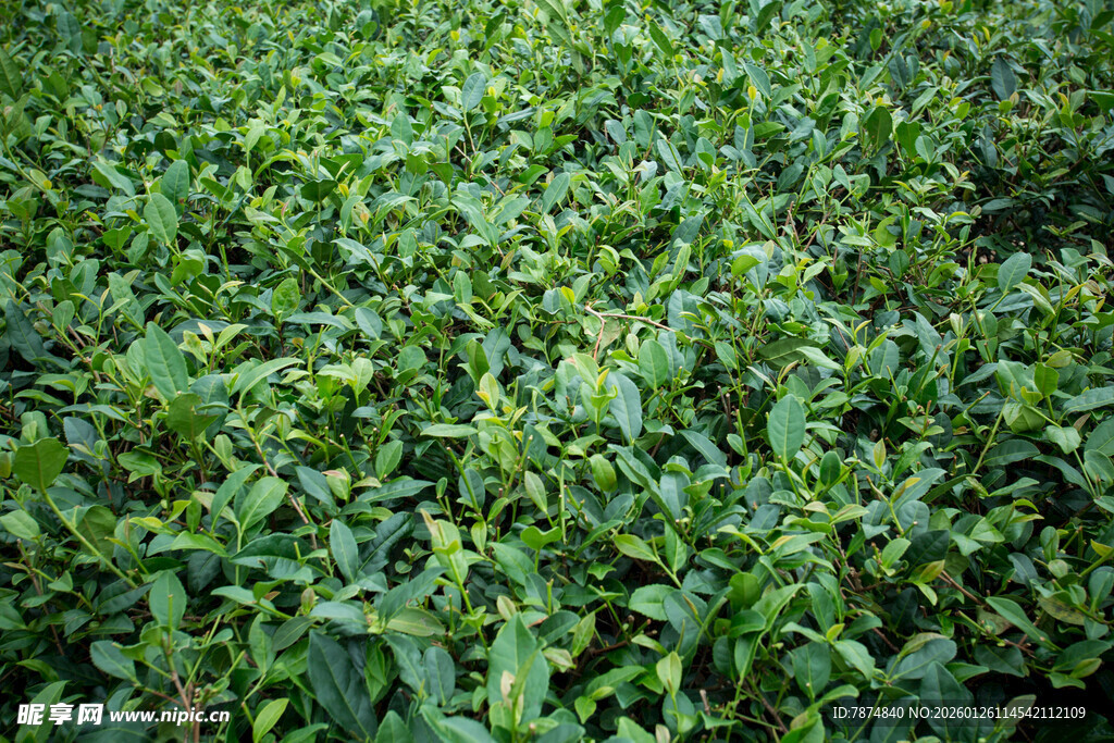 翠绿繁茂的茶叶植株