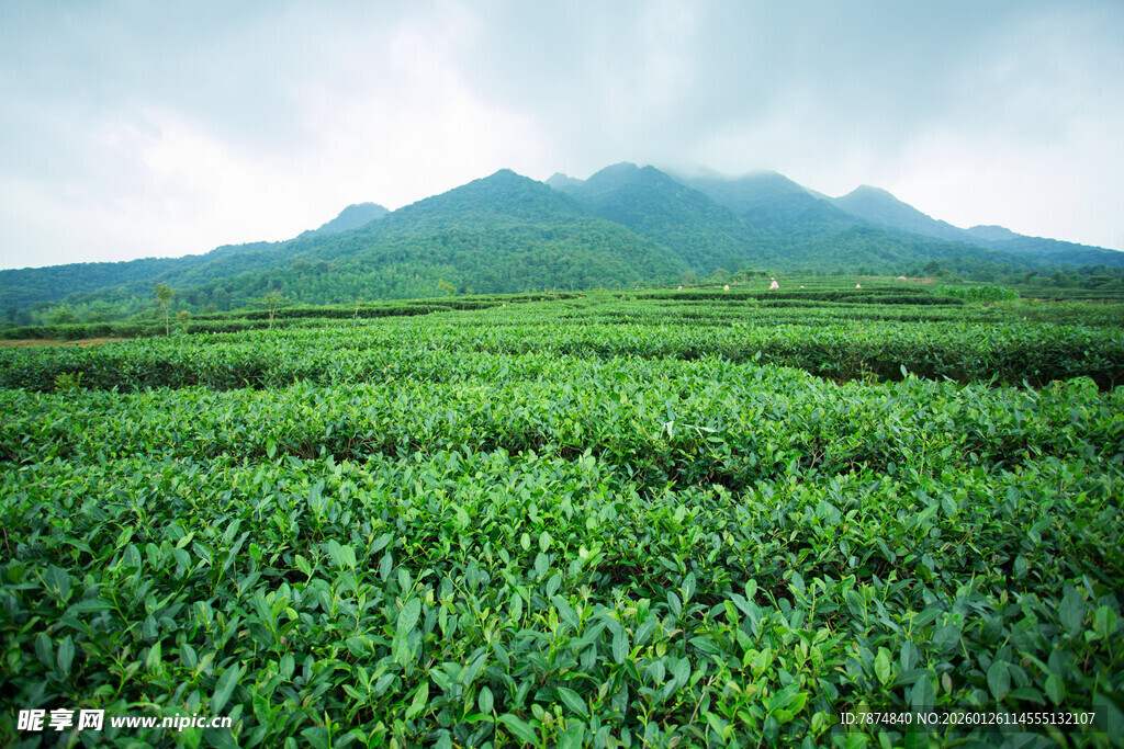 翠绿茶园与远山美景