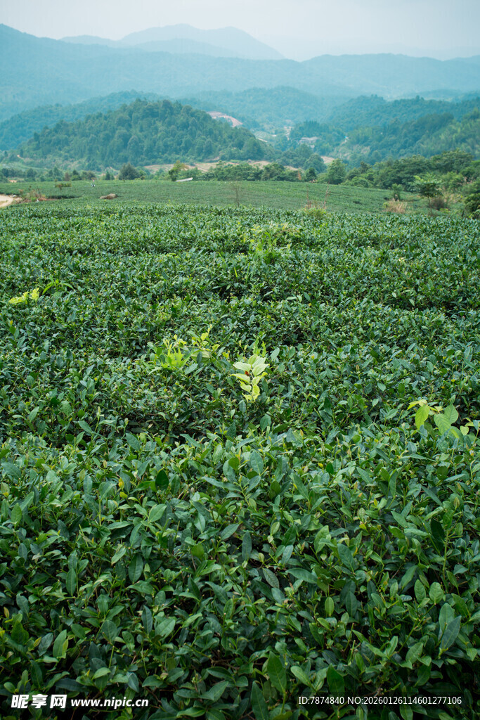 翠绿茶园 山间清新景致