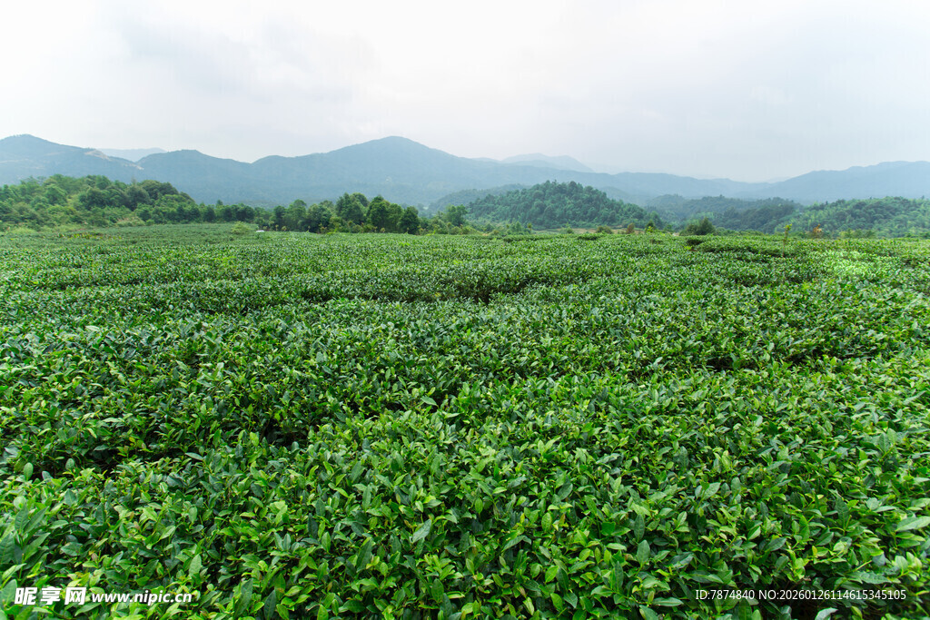 翠绿茶园 远山如黛