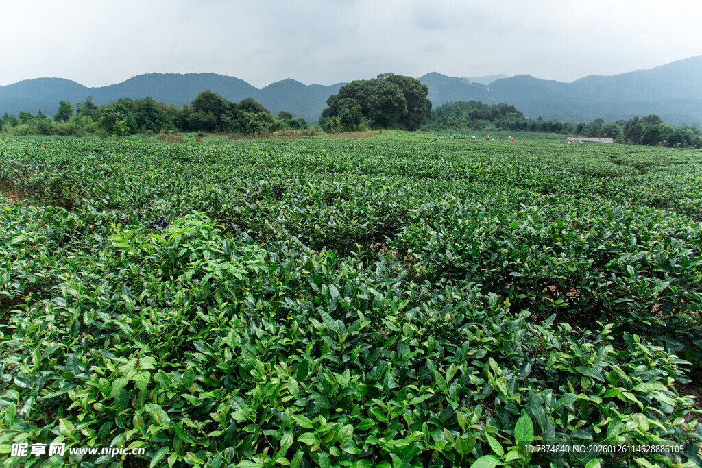茶园翠绿茶园 远山相伴