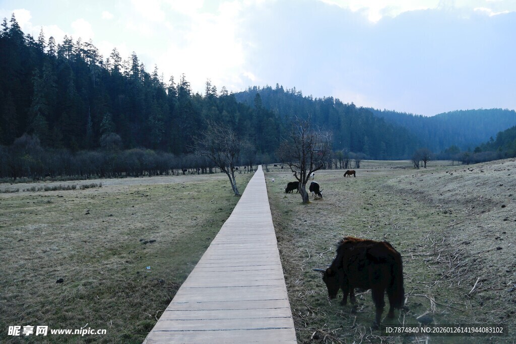 普达措森林公园
