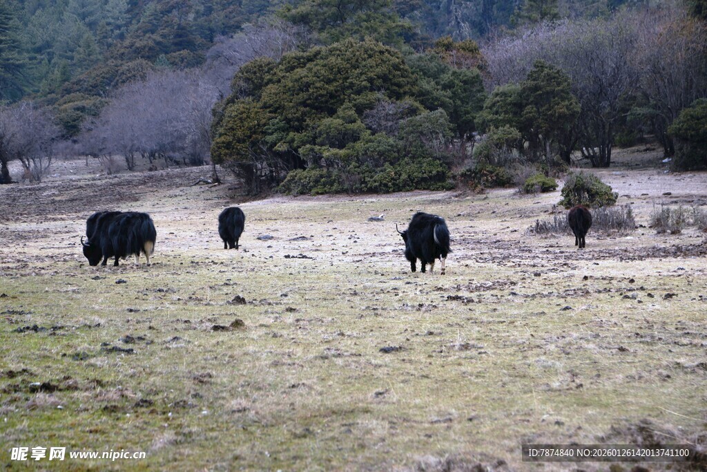 普达措森林公园