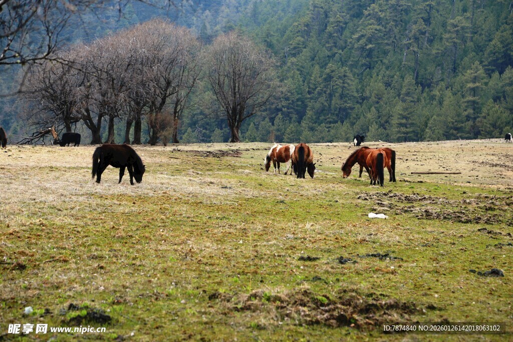 普达措森林公园
