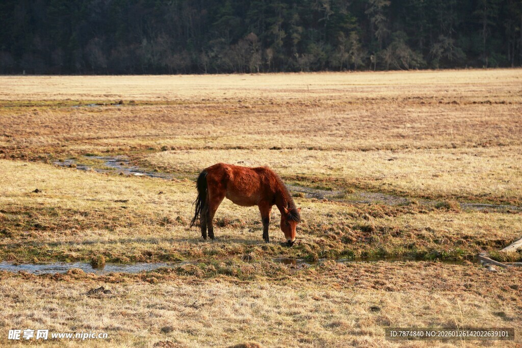 普达措森林公园