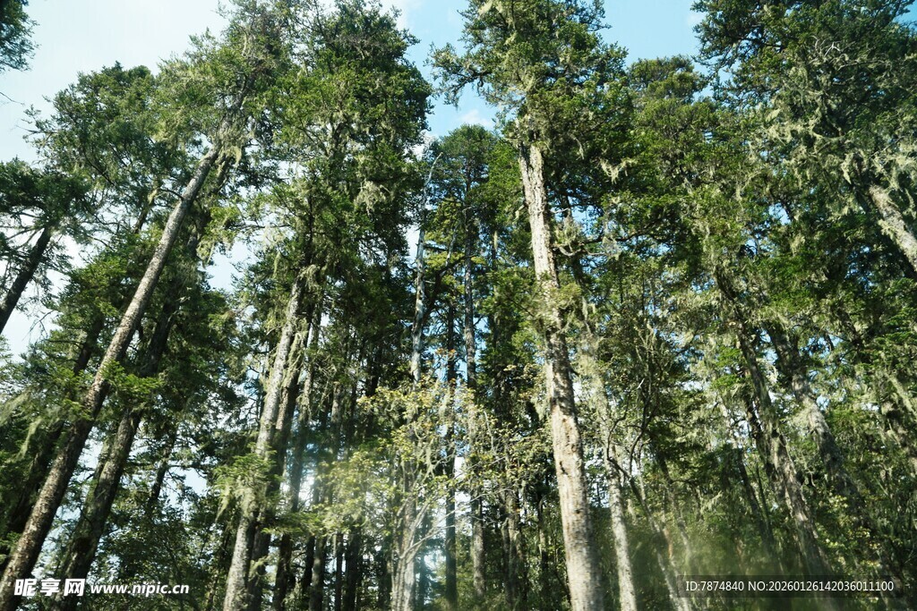 普达措森林公园