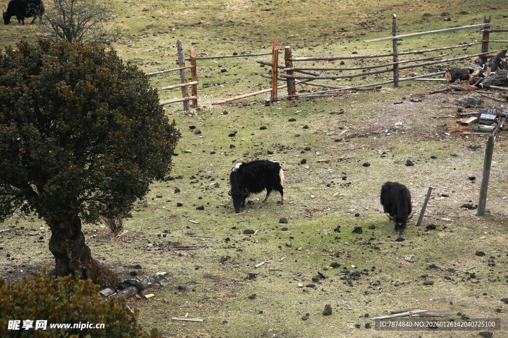 普达措森林公园