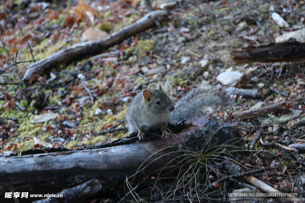普达措森林公园