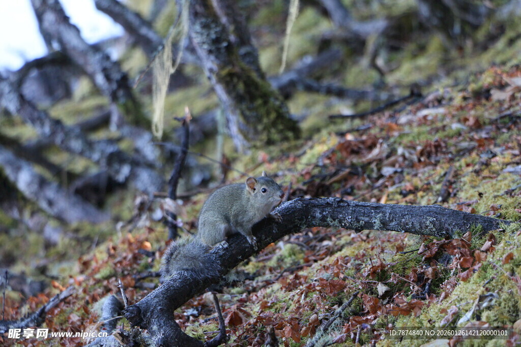 普达措森林公园