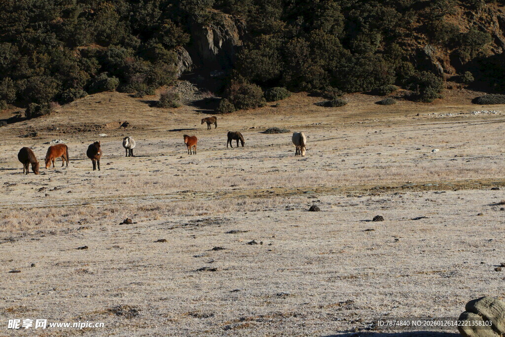 普达措森林公园