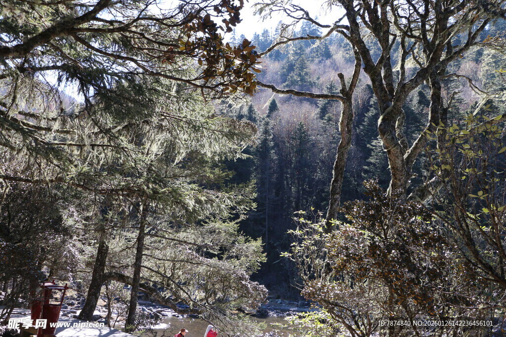 普达措森林公园