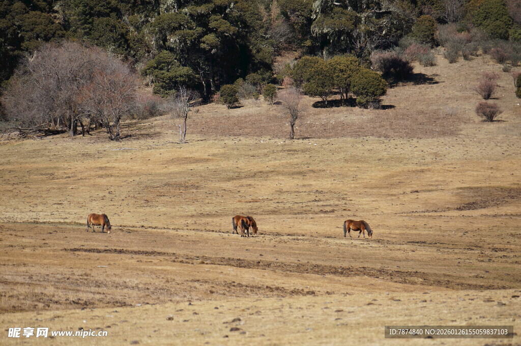 普达措森林公园