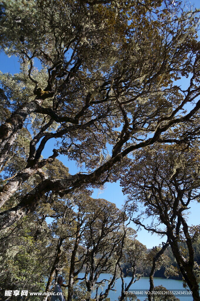 普达措森林公园