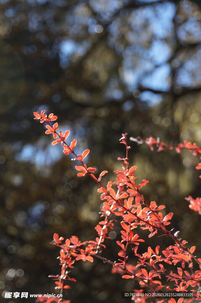 普达措森林公园