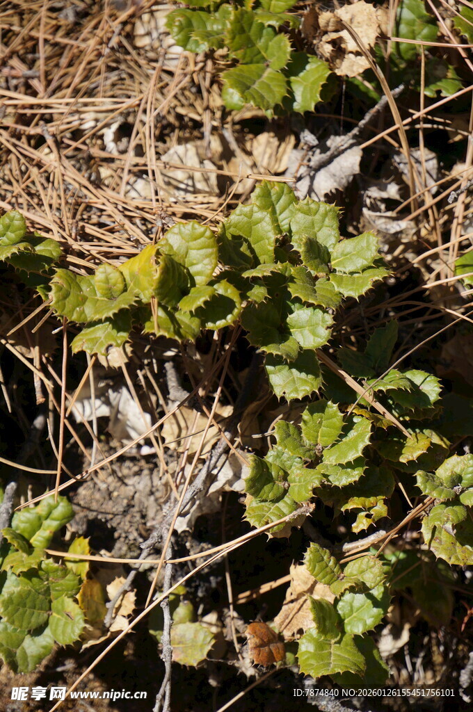 普达措森林公园