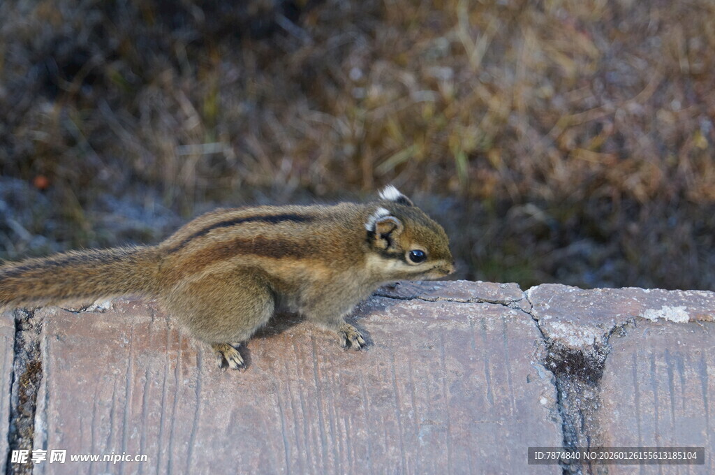 普达措森林公园