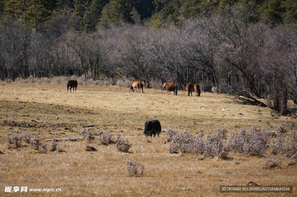 普达措森林公园