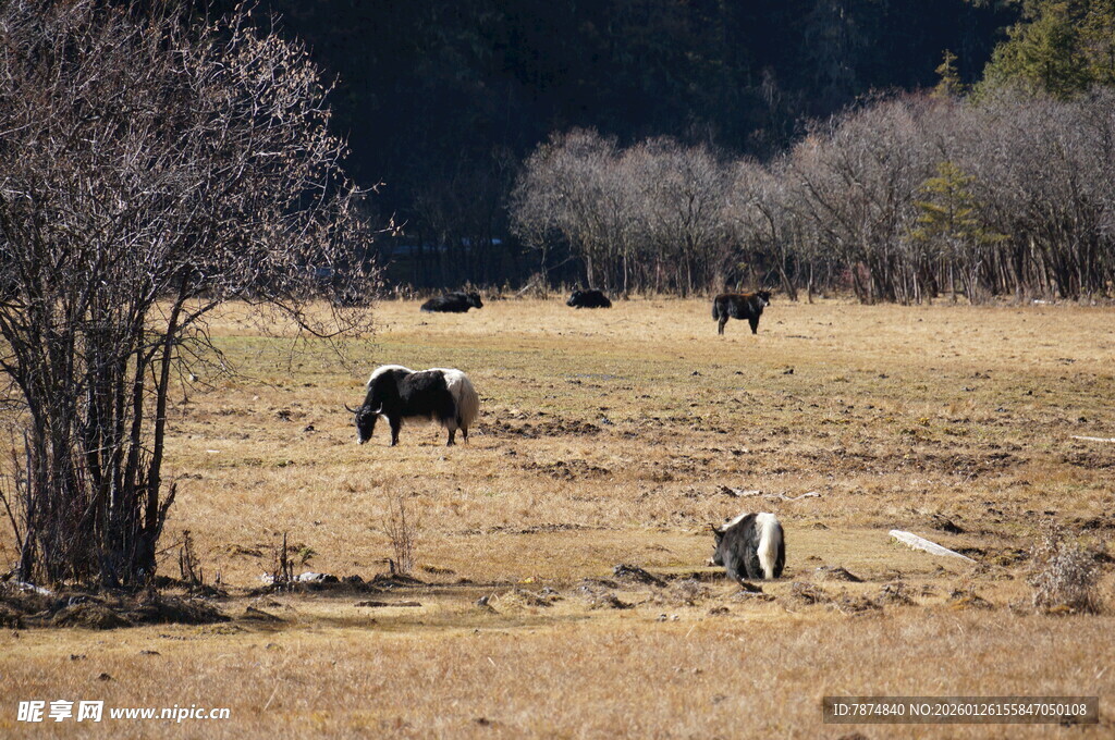 普达措森林公园