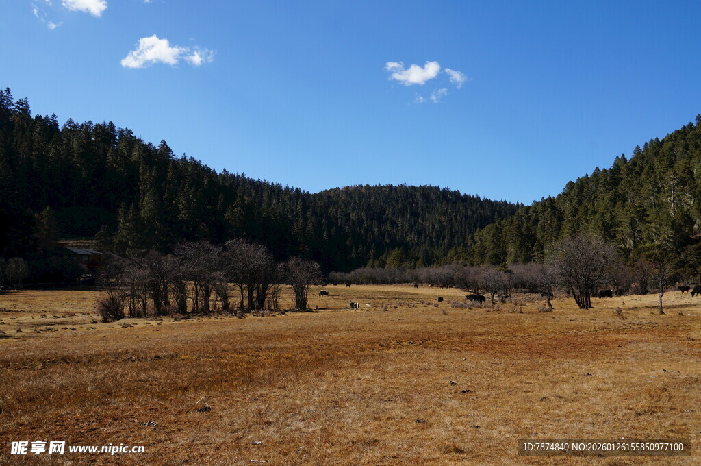 普达措森林公园