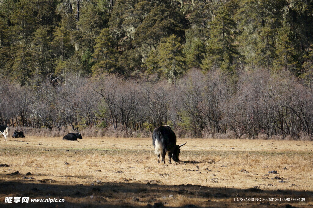 普达措森林公园