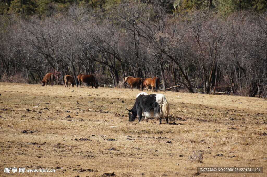 普达措森林公园