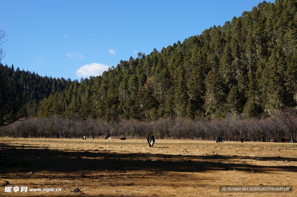普达措森林公园