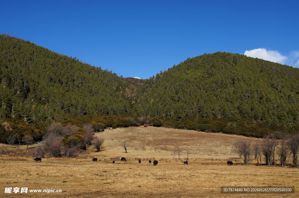 普达措森林公园