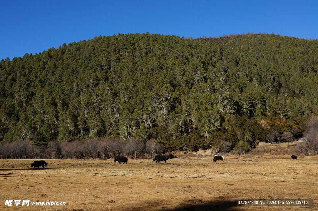 普达措森林公园