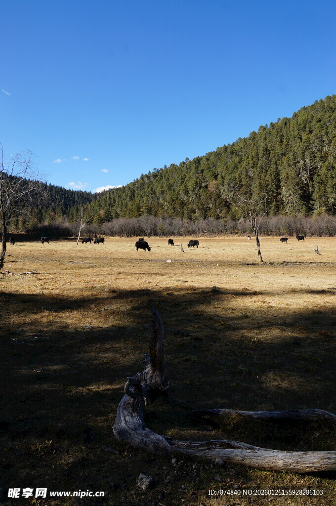 普达措森林公园