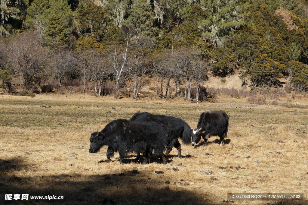 普达措森林公园