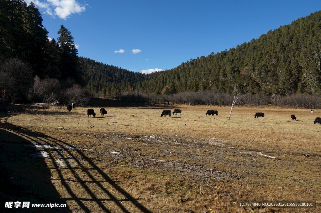 普达措森林公园