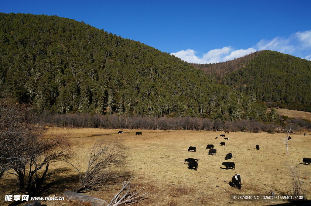 普达措森林公园草原牧场景色
