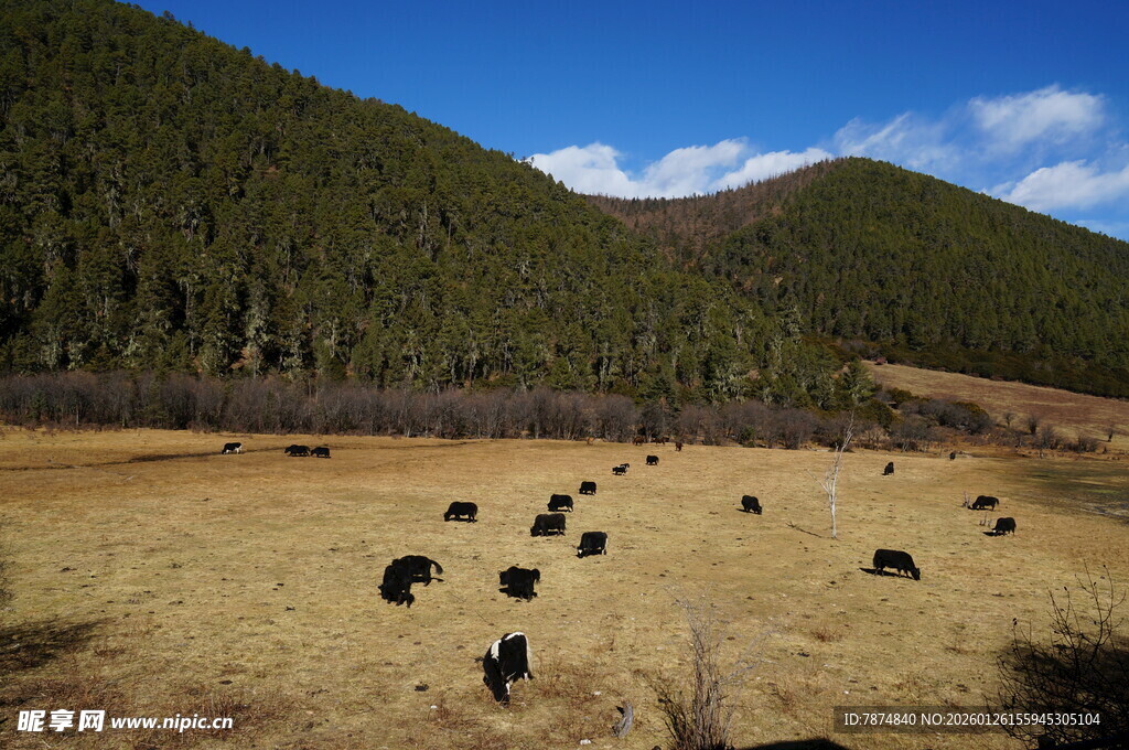 普达措森林公园