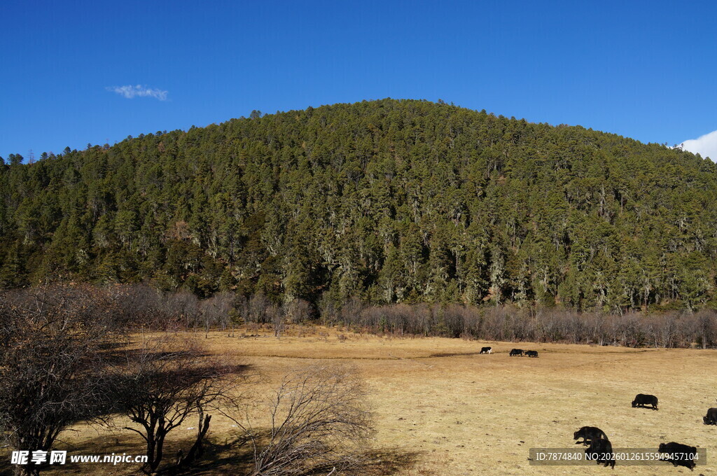 普达措森林公园