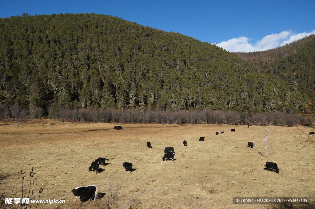 普达措森林公园