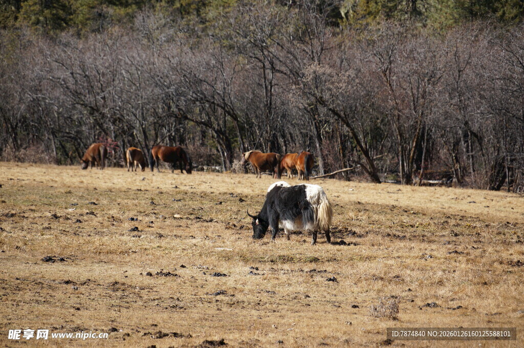 普达措森林公园