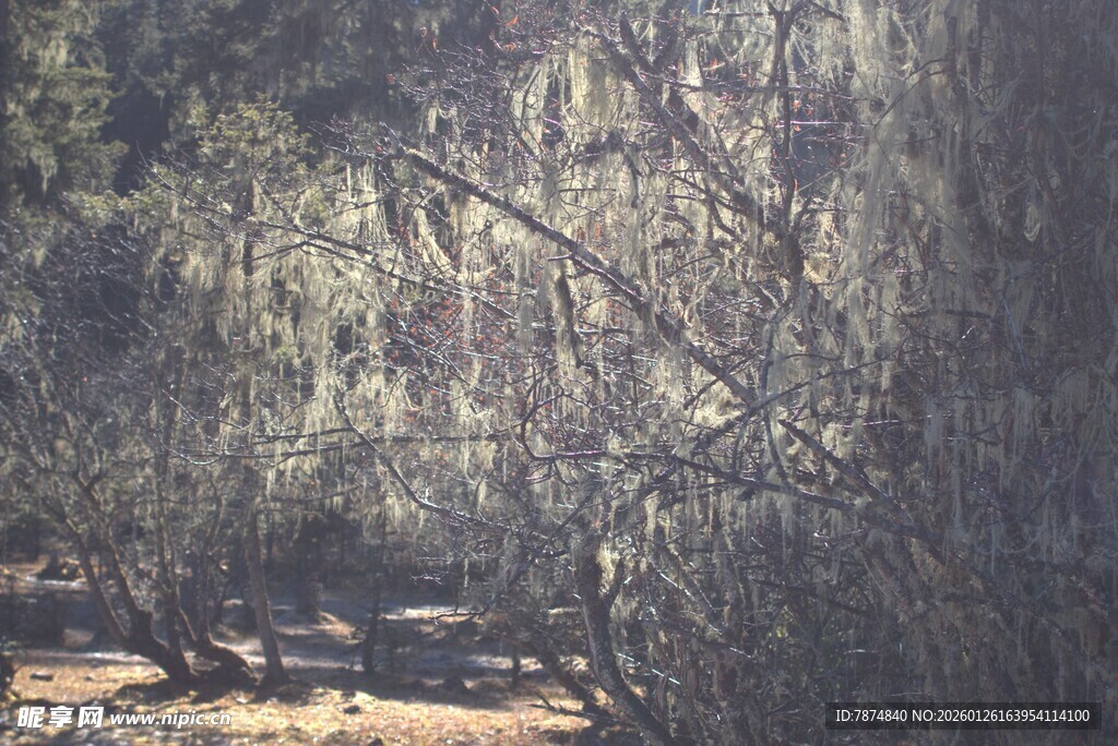 普达措森林公园