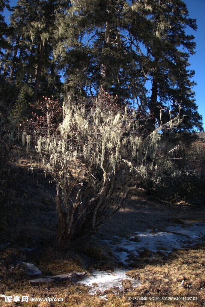 普达措森林公园