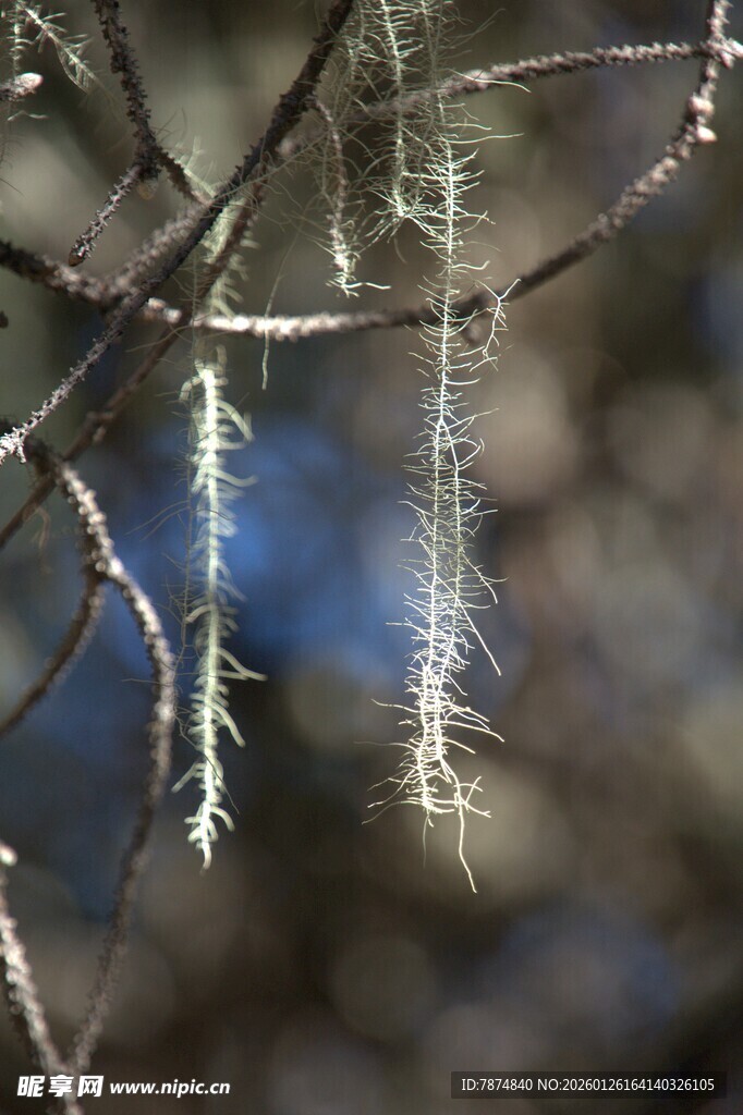 普达措森林公园