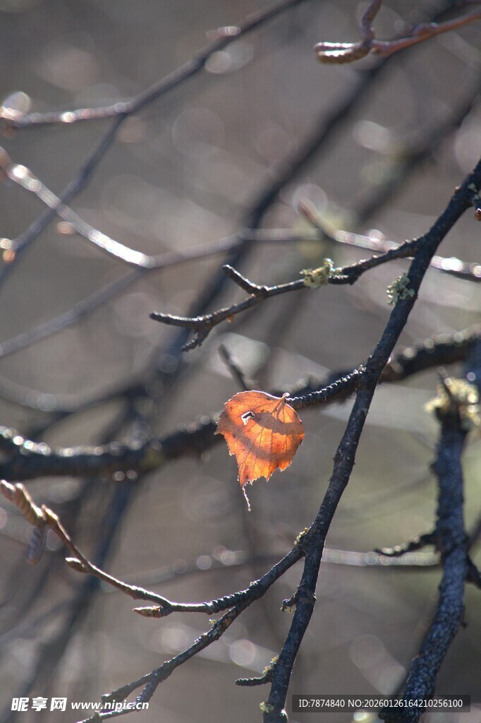 普达措森林公园