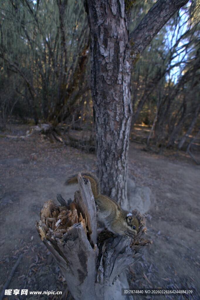 普达措森林公园