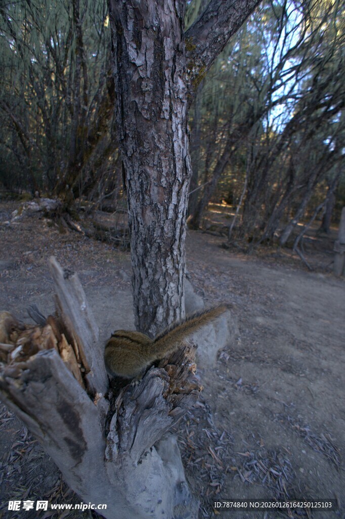 普达措森林公园